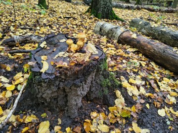 Relacja zdjęciowa z Dnia Grzyba 2025, 